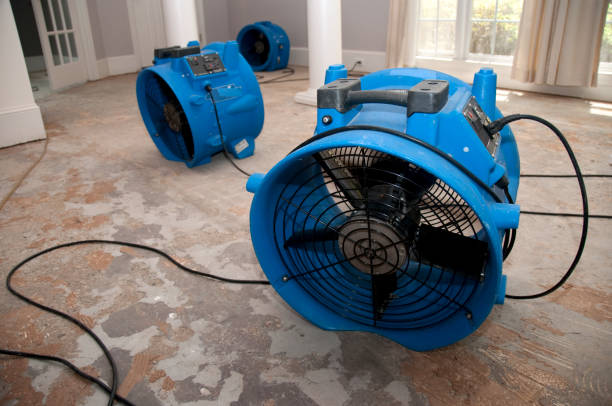Best Professional water damage repair  in Stevenson, AL
